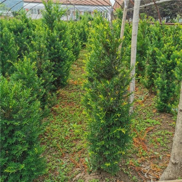 东北红豆杉基地 绿化批发与种植销售的专业之选