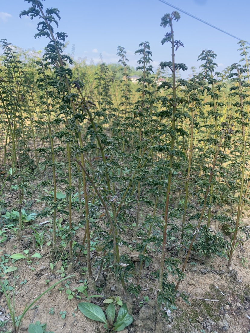 鸡爪槭苗与红豆杉种植销售指南 丛生杯苗价格及批发要点
