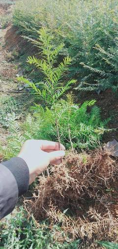 红豆杉小苗与基地大树价格全解析 种植、销售与市场行情指南