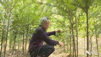 4000余棵红豆杉愁销路，六旬老汉急盼客户收购