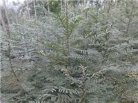 红豆杉苗种植与销售 绿色黄金的科养与商机