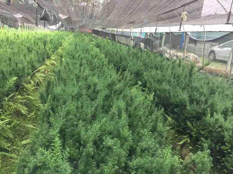 培育生命之树，引领健康未来——红豆杉种植与销售企业简介