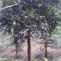 红豆杉种植与销售 从珍稀苗木到绿色财富的产业指南