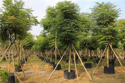 中山市民众镇山水苗圃场 红豆杉种植与销售的绿色宝藏