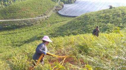 希望的田野上 红豆杉种植与销售，绘就乡村振兴新画卷