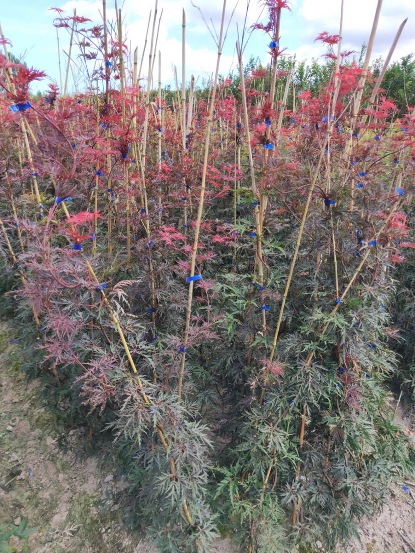 鸡爪槭苗与红豆杉种植批发指南 丛生鸡爪槭杯苗价格与市场前景