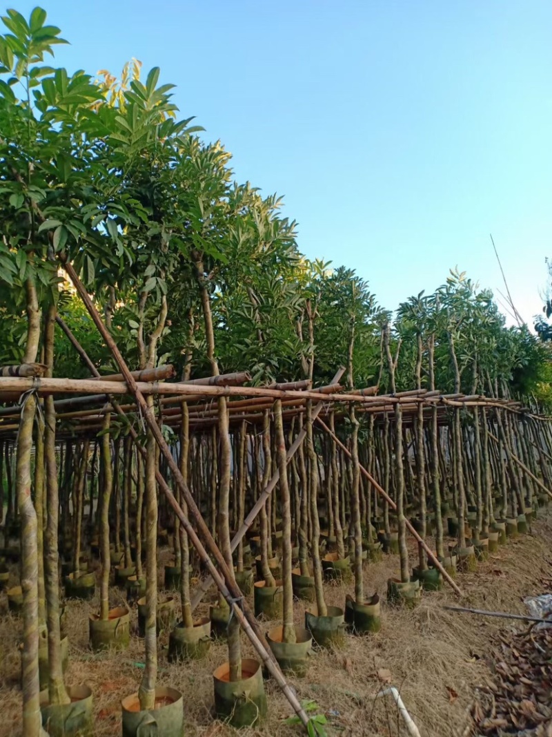 广东揭阳揭东区红豆杉0.05元/棵批发——复绿海南红豆种植销售指南
