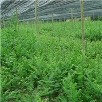 精品大鄂西红豆树与红豆杉种植销售指南