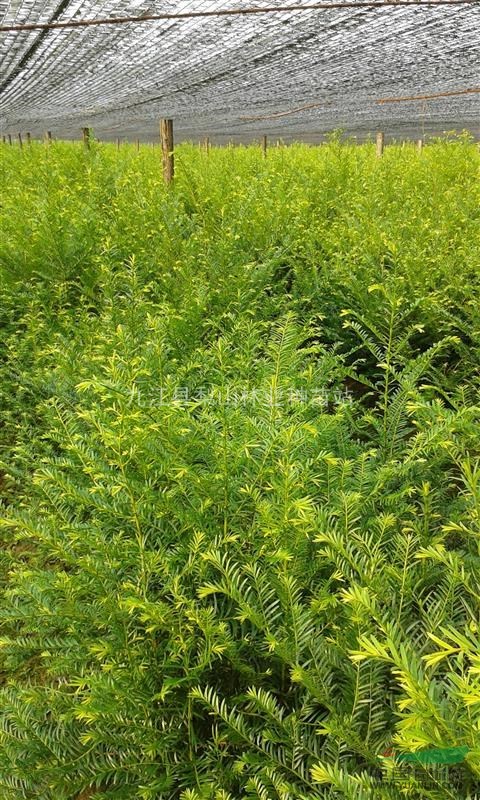 九江红豆杉种植基地与销售价格全解析 从种植到市场