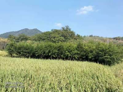 红豆杉 价值与种植指南