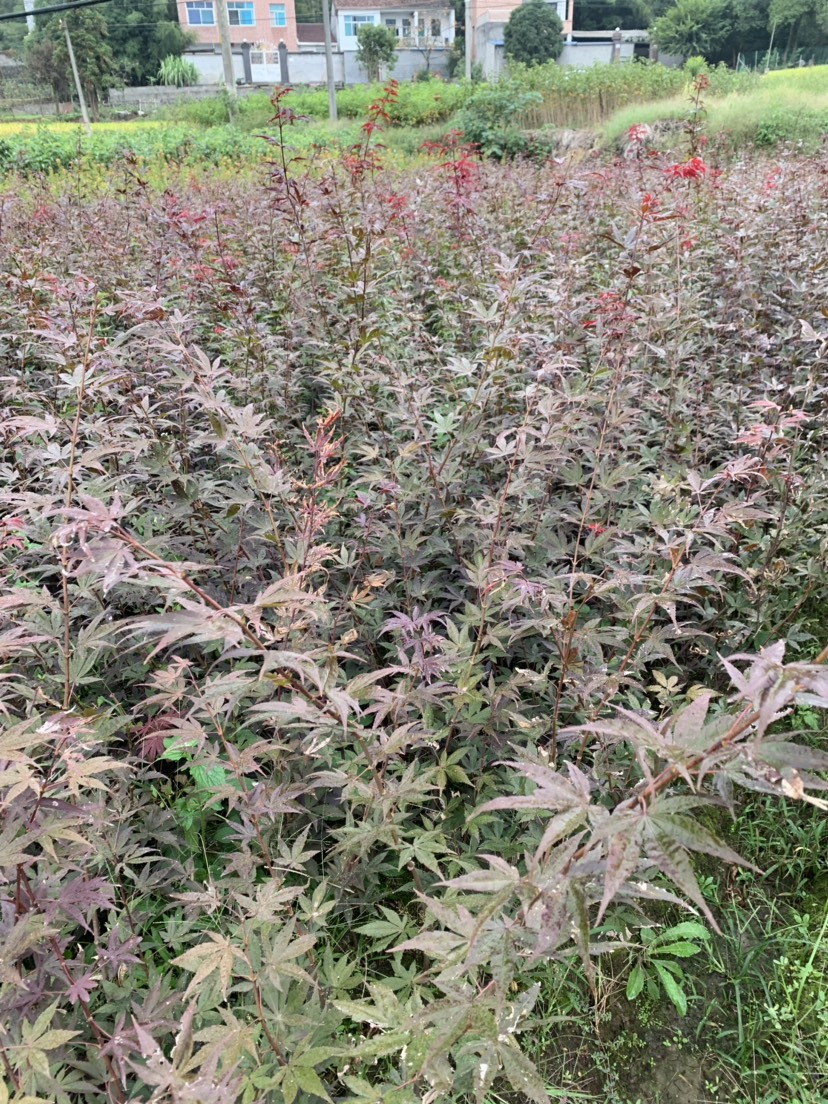 鸡爪槭苗批发与红豆杉种植销售 品种、价格及市场前景