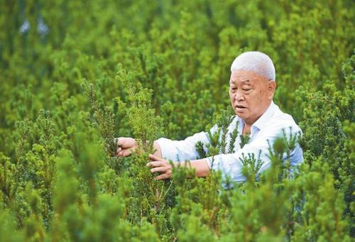 让红豆杉变成大凉山的